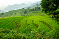 Vietnam Terraces