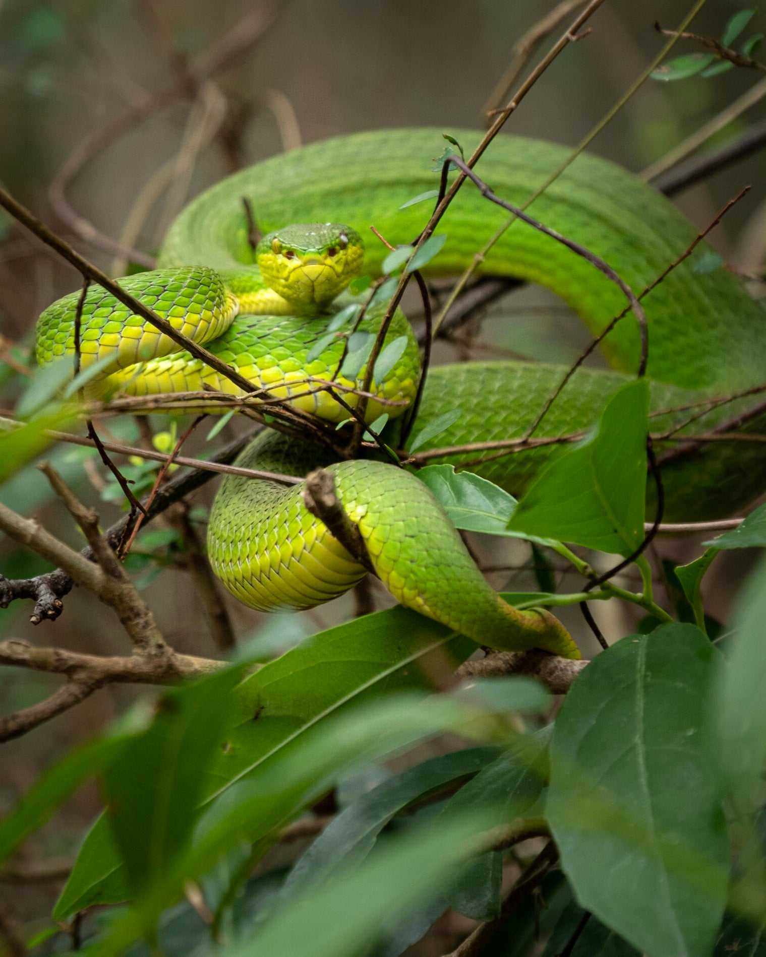 The Snake