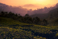 Indian Tea