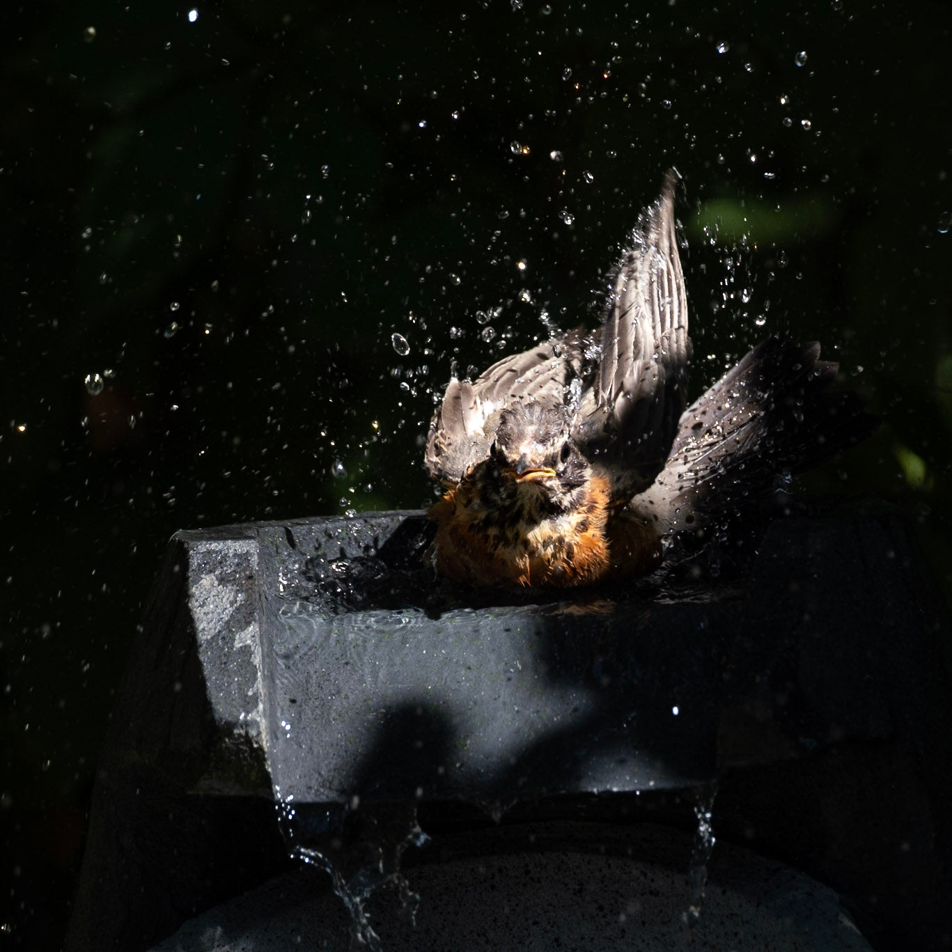 Fountain 1