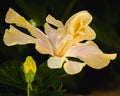 Yellow Lily