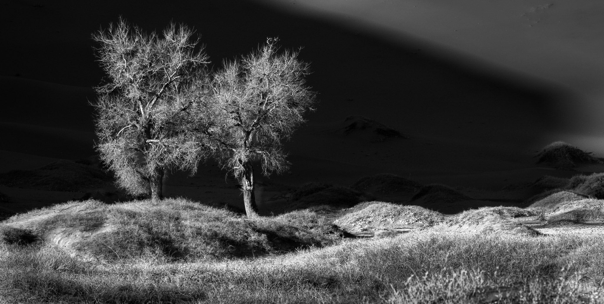 Gobi 12